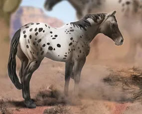 Appaloosa Blue Roan