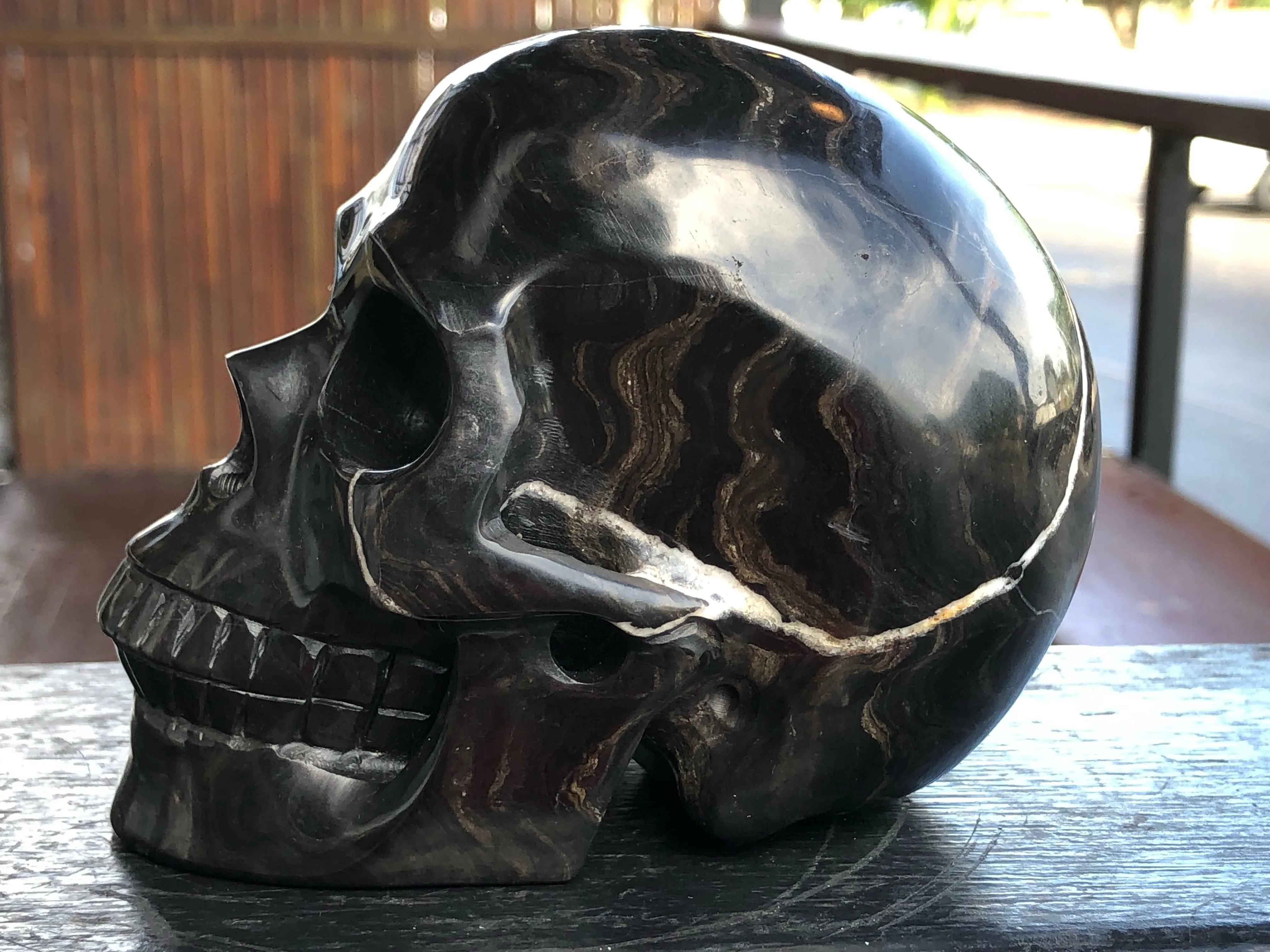 Stromatolite Fossil Skull [1k1147]